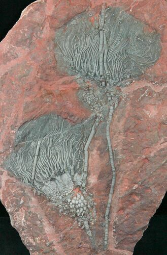 x Scyphocrinites Crinoid Plate - Morocco #22847